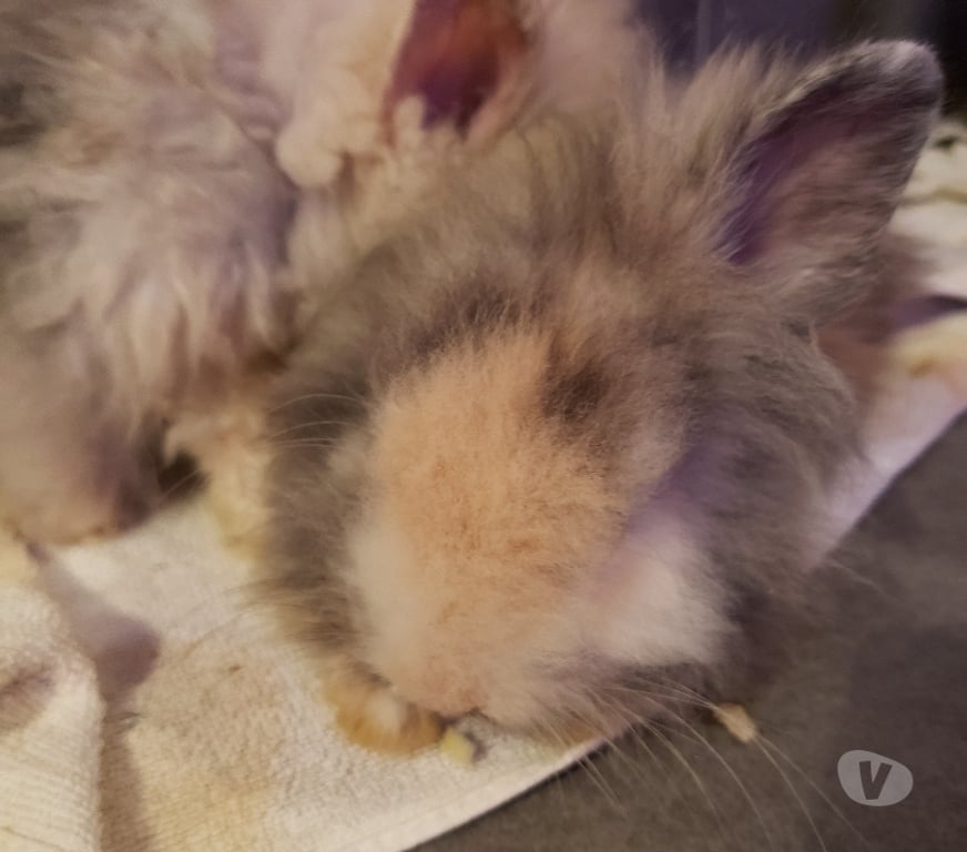 Vente Var Hyeres - 83400 - Photos Vivastreet Bébés lapins nains Angora Tête de Lion