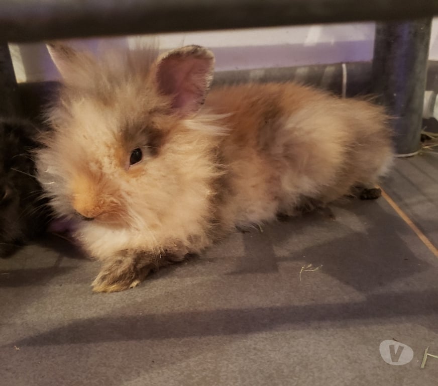 Vente Var Hyeres - 83400 - Photos Vivastreet Bébés lapins nains Angora Tête de Lion
