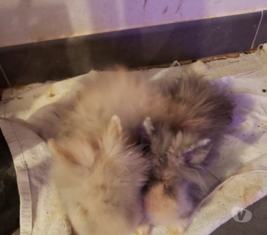 Vente Var Hyeres - 83400 - Photos Vivastreet Bébés lapins nains Angora Tête de Lion