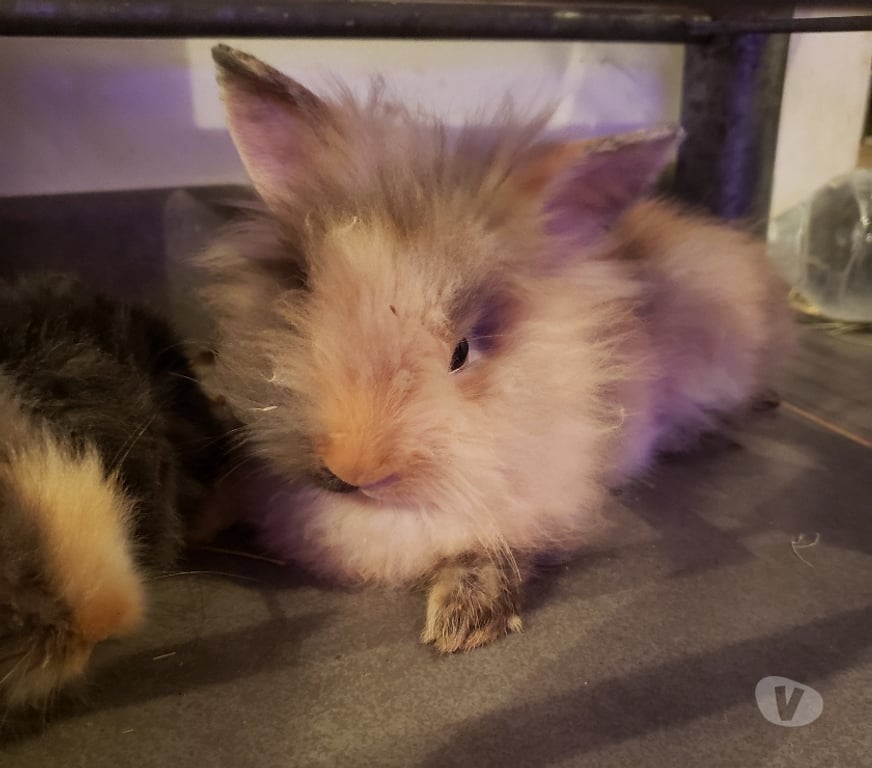 Vente Var Hyeres - 83400 - Photos Vivastreet Bébés lapins nains Angora Tête de Lion