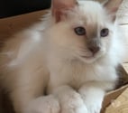 Adon - Loiret — Superbes chatons sacré de Birmanie