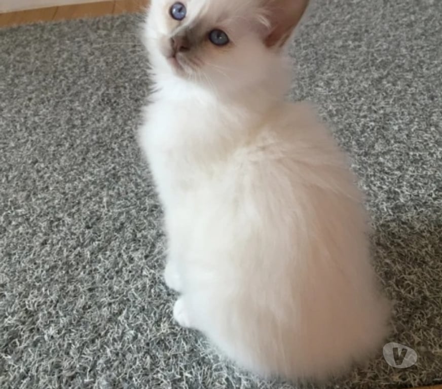 Vente Loiret Adon - 45230 - Photos Vivastreet Superbes chatons sacré de Birmanie