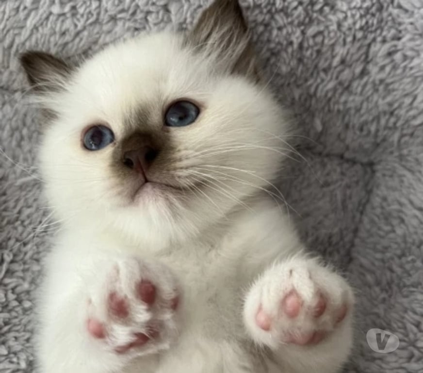 Vente Loiret Adon - 45230 - Photos Vivastreet Superbes chatons sacré de Birmanie