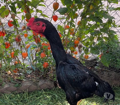 Vente animaux Brive la Gaillarde Corrèze - Photos Vivastreet Coq oshamo turc 7 mois