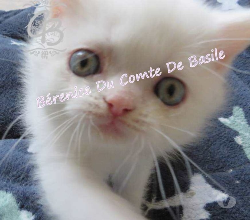 Vente Aube Trouans - 10700 - Photos Vivastreet Chatons disponibles