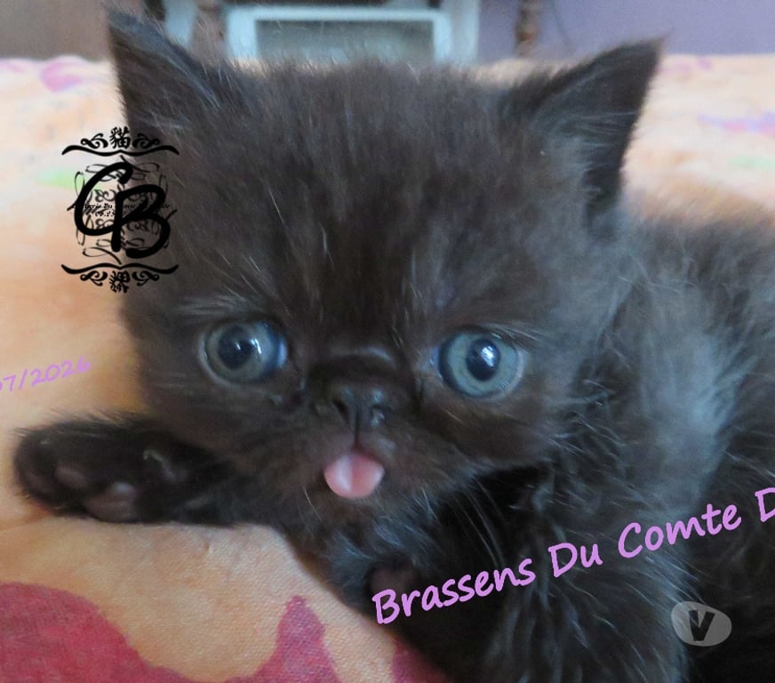 Vente Aube Trouans - 10700 - Photos Vivastreet Chatons disponibles