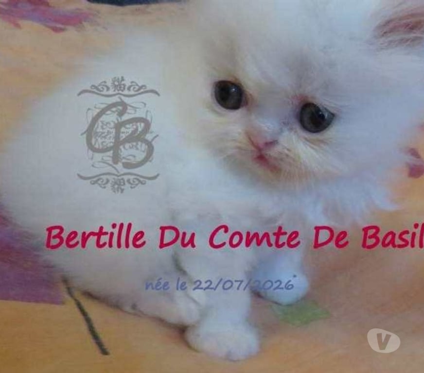 Vente Aube Trouans - 10700 - Photos Vivastreet Chatons disponibles