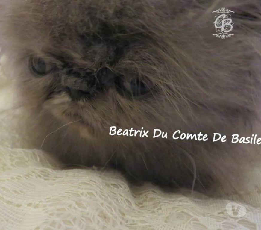 Vente Aube Trouans - 10700 - Photos Vivastreet Chatons disponibles