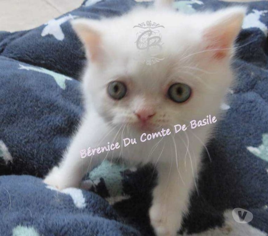 Vente Aube Trouans - 10700 - Photos Vivastreet Chatons disponibles