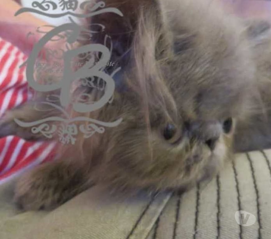 Vente Aube Trouans - 10700 - Photos Vivastreet Chatons disponibles