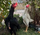 Brive la Gaillarde - Corrèze — Jeune coq oshamo 7 mois
