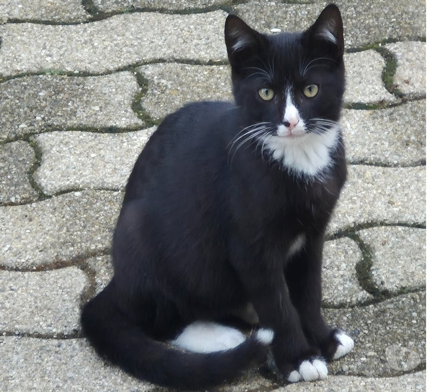 Don animaux Moselle Malling - 57480 - Photos Vivastreet Donne 2 châtons mâles