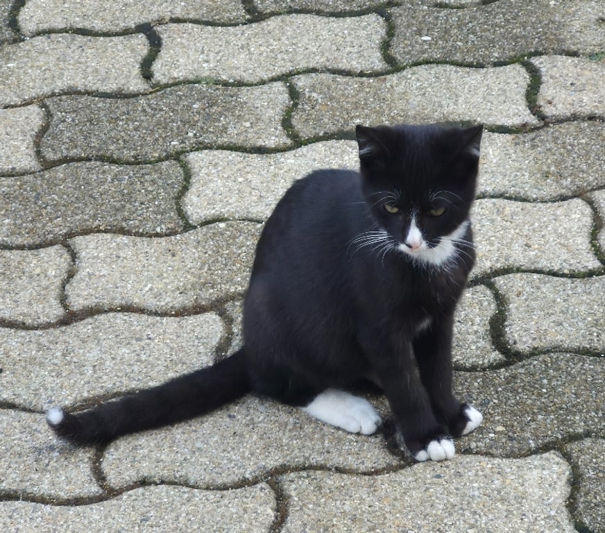 Don animaux Moselle Malling - 57480 - Photos Vivastreet Donne 2 châtons mâles