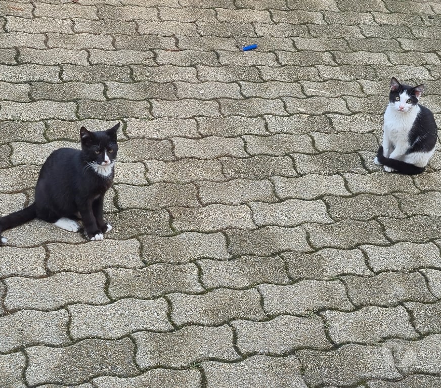 Don animaux Moselle Malling - 57480 - Photos Vivastreet Donne 2 châtons mâles