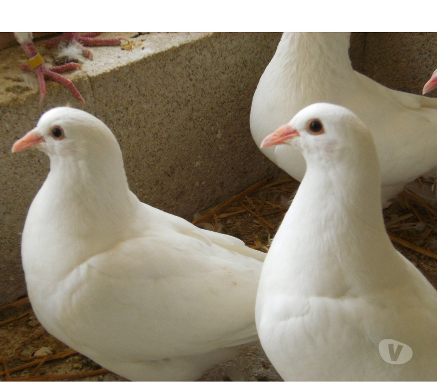 Vente Seine-et-Marne Bagneaux sur Loing - 77167 - Photos Vivastreet Pigeons reproducteurs hubbell blanc
