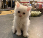 Chaton persan chinchilla