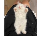Hyeres - Var — Chaton persan chinchilla