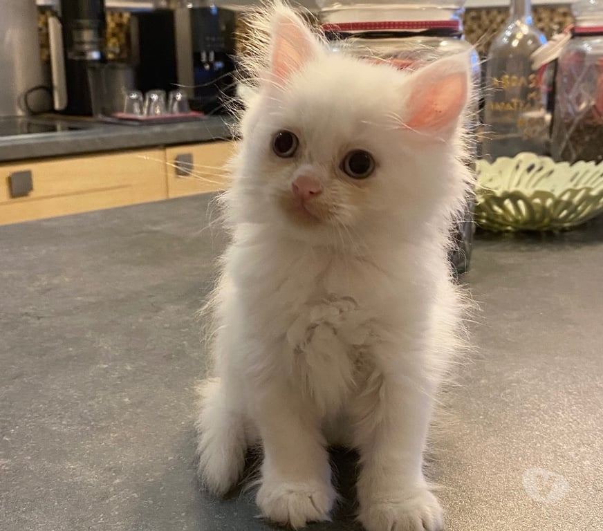 Vente Var Hyeres - 83400 - Photos Vivastreet Chaton persan chinchilla