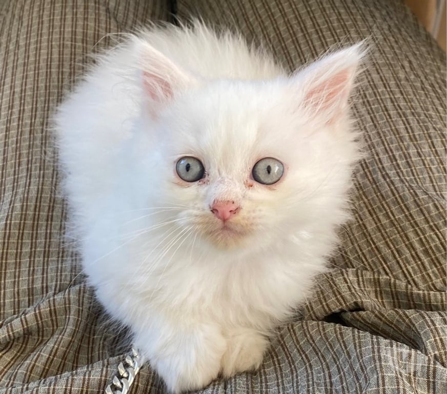 Vente Var Hyeres - 83400 - Photos Vivastreet Chaton persan chinchilla