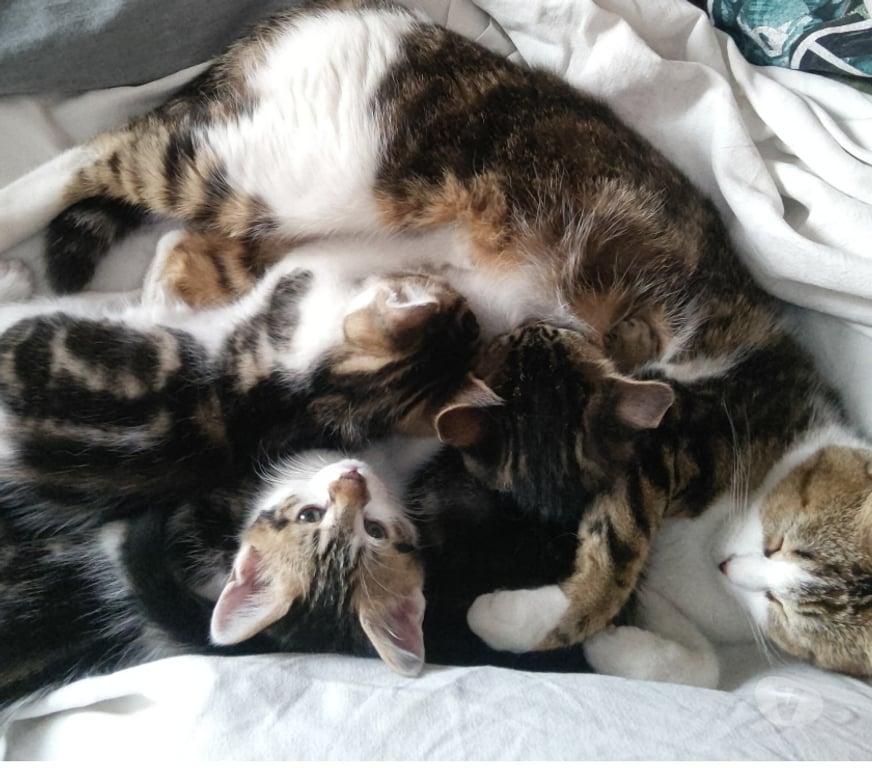 Animaux perdus Rhône Lamure sur Azergues - 69870 - Photos Vivastreet A donner chaton de 4 mois