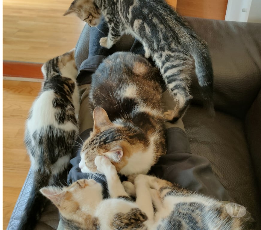 Animaux perdus Rhône Lamure sur Azergues - 69870 - Photos Vivastreet A donner chaton de 4 mois