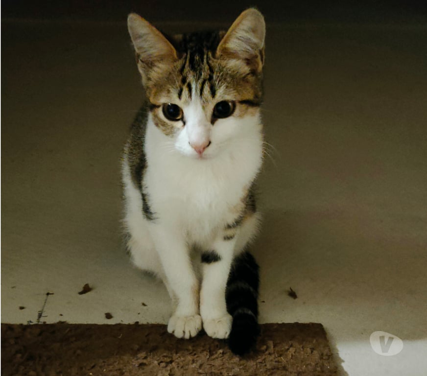 Animaux perdus Rhône Lamure sur Azergues - 69870 - Photos Vivastreet A donner chaton de 4 mois