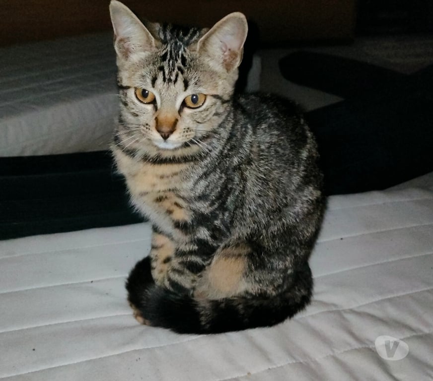 Animaux perdus Rhône Lamure sur Azergues - 69870 - Photos Vivastreet A donner chaton de 4 mois