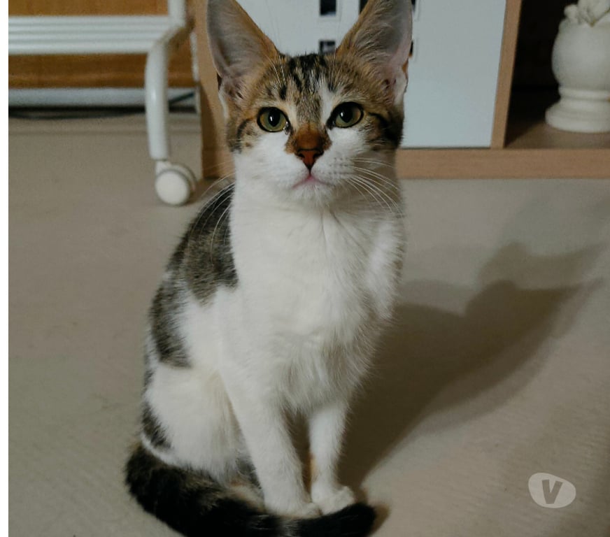 Animaux perdus Rhône Lamure sur Azergues - 69870 - Photos Vivastreet A donner chaton de 4 mois