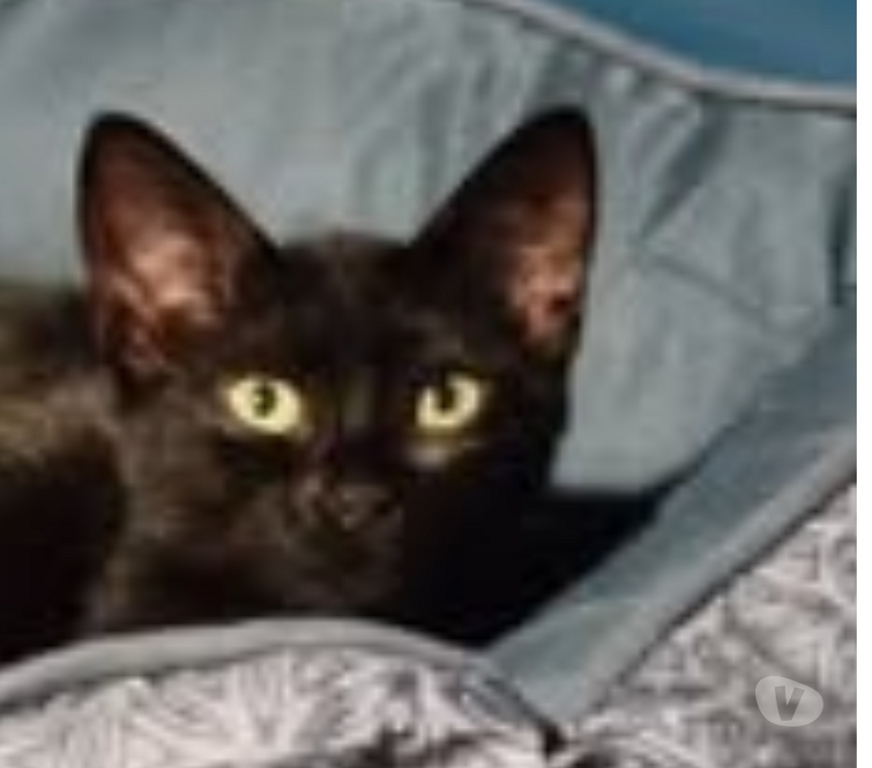 Don animaux Drôme Puy St Martin - 26450 - Photos Vivastreet Chat LUMO à l adoption