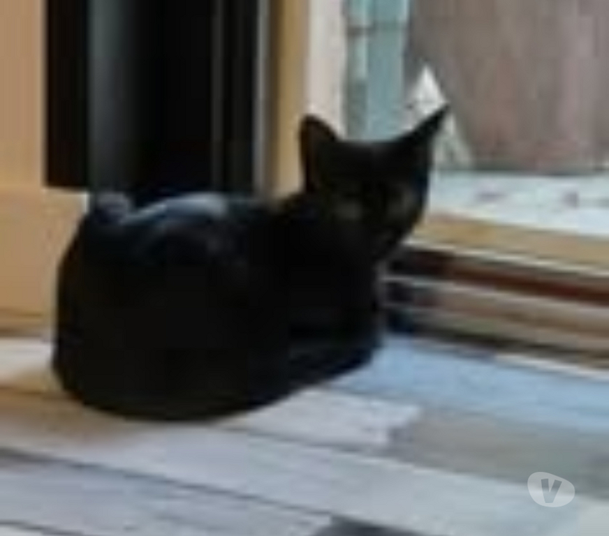 Don animaux Drôme Puy St Martin - 26450 - Photos Vivastreet Chat LUMO à l adoption