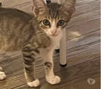 Sarras - Ardèche — Chat DANTES à l adoption