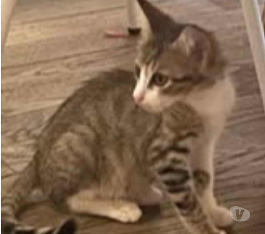 Don animaux Ardèche Sarras - 07370 - Photos Vivastreet Chat DANTES à l adoption