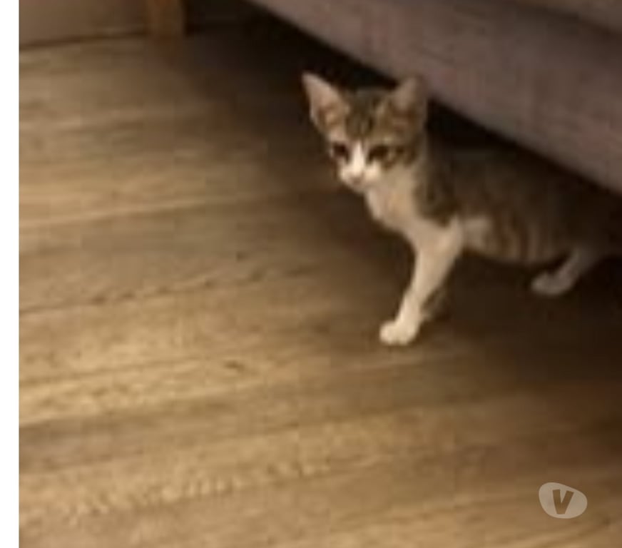 Don animaux Ardèche Sarras - 07370 - Photos Vivastreet Chat DANTES à l adoption