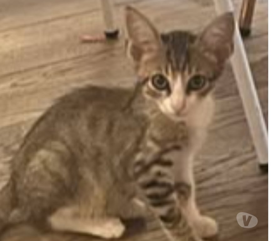 Don animaux Ardèche Sarras - 07370 - Photos Vivastreet Chat DANTES à l adoption