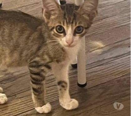 Adoption animaux Sarras Ardèche - Photos Vivastreet Chat DANTES à l adoption