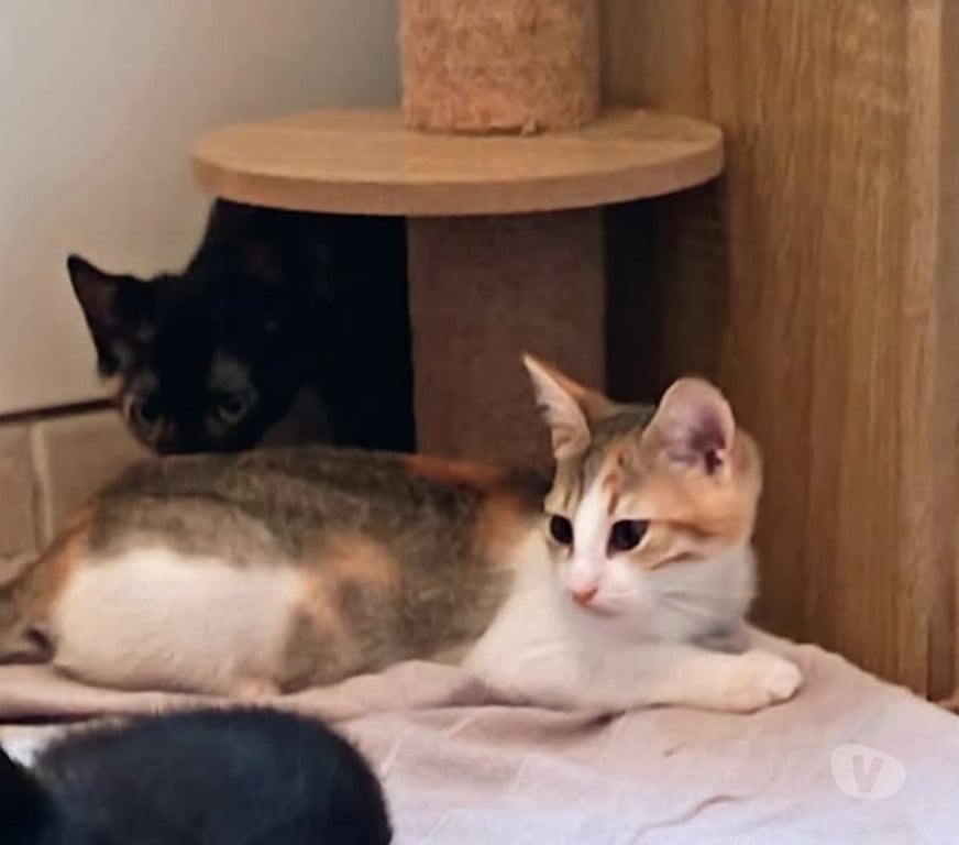 Don animaux Drôme Montelimar - 26200 - Photos Vivastreet Chat ERIS à l adoption