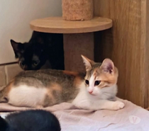 Photos Vivastreet Chat ERIS à l adoption