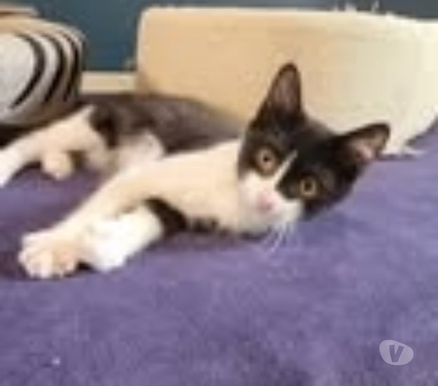 Don animaux Drôme Puy St Martin - 26450 - Photos Vivastreet Chat METEORE à l adoption