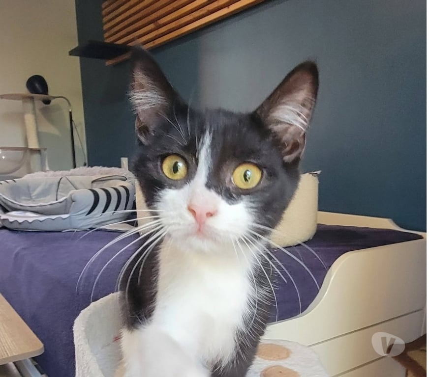 Don animaux Drôme Puy St Martin - 26450 - Photos Vivastreet Chat METEORE à l adoption