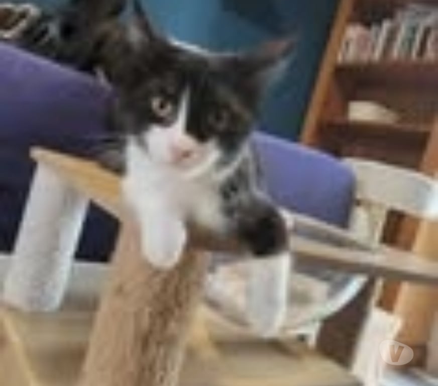 Don animaux Drôme Puy St Martin - 26450 - Photos Vivastreet Chat METEORE à l adoption