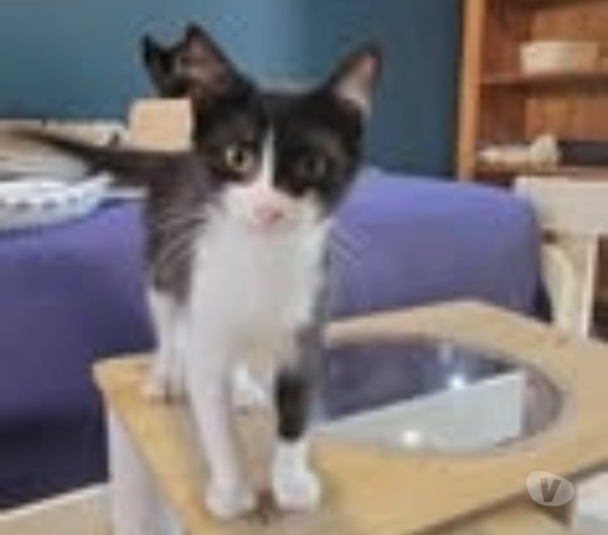 Don animaux Drôme Puy St Martin - 26450 - Photos Vivastreet Chat METEORE à l adoption