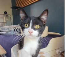 Photos Vivastreet Chat METEORE à l adoption