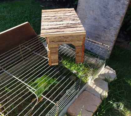 Services, accessoires animaux Beauvoisin Gard - Photos Vivastreet abris bebe tortues