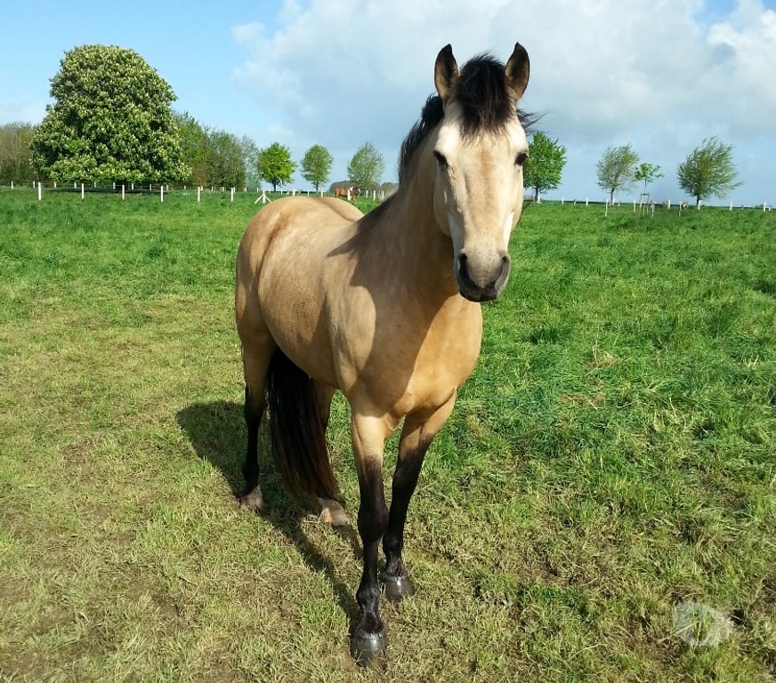 Vente Calvados Grainville sur Odon - 14210 - Photos Vivastreet AV Poulain OC 2025 (1 an passé) de couleur Isabelle
