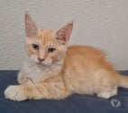 Toulon - Toulon — chaton mâle Maine Coon LOOF