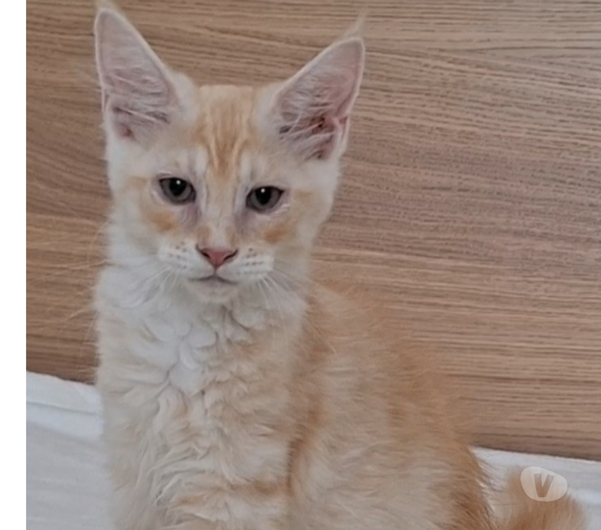 Vente Var Toulon - Photos Vivastreet chaton mâle Maine Coon LOOF