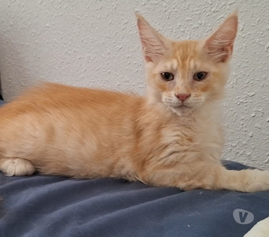Vente Var Toulon - Photos Vivastreet chaton mâle Maine Coon LOOF