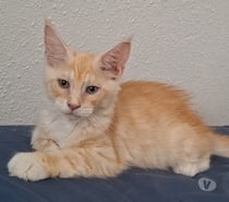 Photos Vivastreet chaton mâle Maine Coon LOOF
