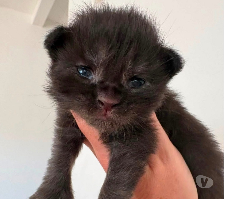 Vente Meurthe-et-Moselle Mangonville - 54290 - Photos Vivastreet Chatons Maine coon LOOF à réserver