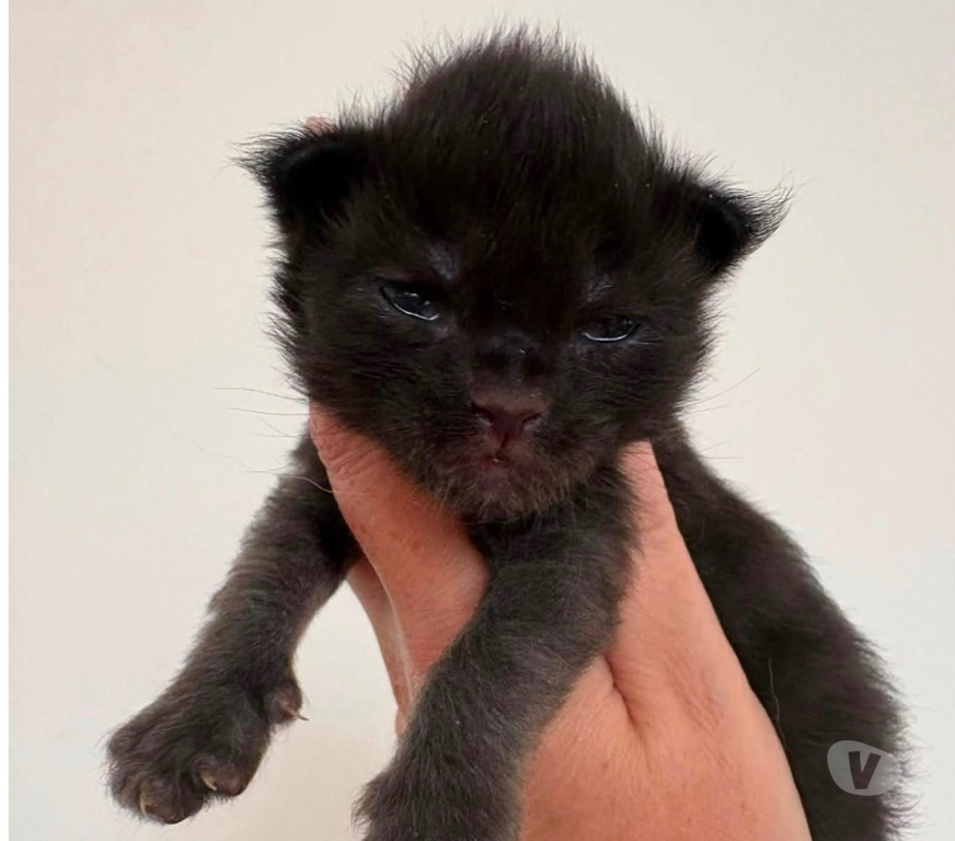 Vente Meurthe-et-Moselle Mangonville - 54290 - Photos Vivastreet Chatons Maine coon LOOF à réserver
